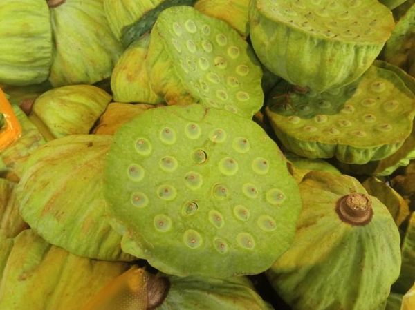 莲蓬图片大全大图_高清莲蓬图哪里找