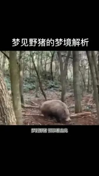 梦到野猪是什么意思_野猪攻击梦境解析