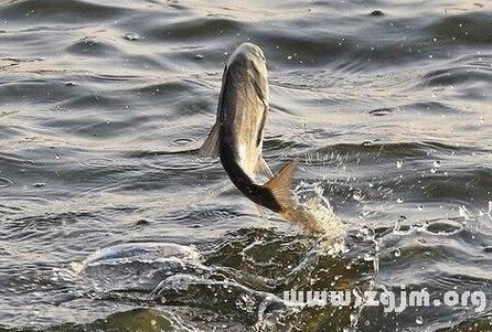 梦到钓到大鱼是什么意思_梦见钓到大鱼预示着什么