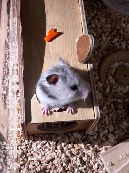 仓鼠图片大全_仓鼠品种有哪些
