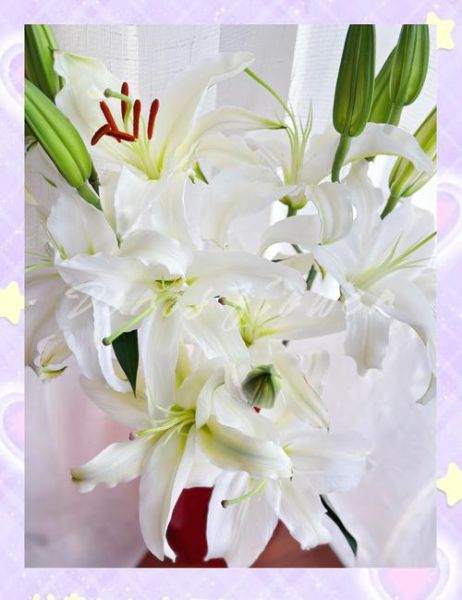 白色花朵图片大全唯美_如何拍出仙气感