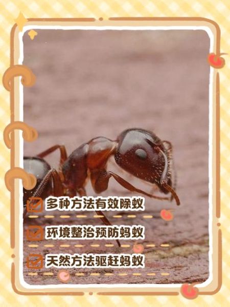 梦到很多蚂蚁是什么意思_蚂蚁成群爬上身怎么解