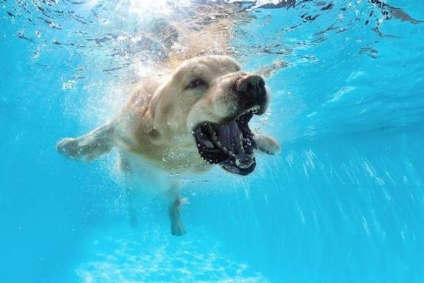 梦到去游泳是什么意思_梦见游泳的预兆