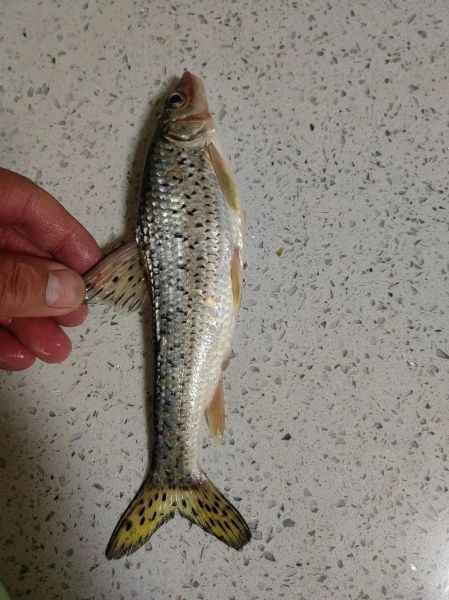 梦到两条鱼是什么意思_两条鱼在梦里预示什么