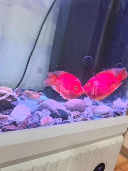 梦到两条鱼是什么意思_两条鱼在梦里预示什么