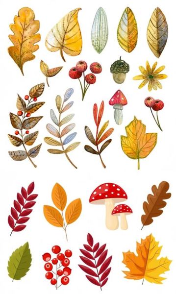 树叶种类有哪些_树叶图片大全怎么找