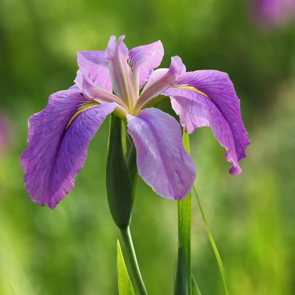 花儿图片大全_如何拍摄高清花卉特写