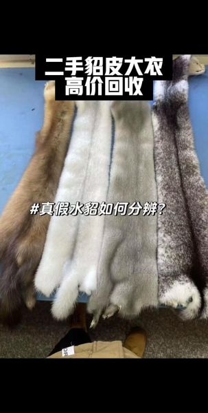 水貂图片大全_水貂品种怎么区分