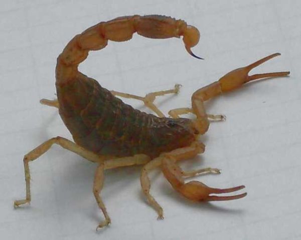 蝎子图片大全高清_蝎子有毒吗