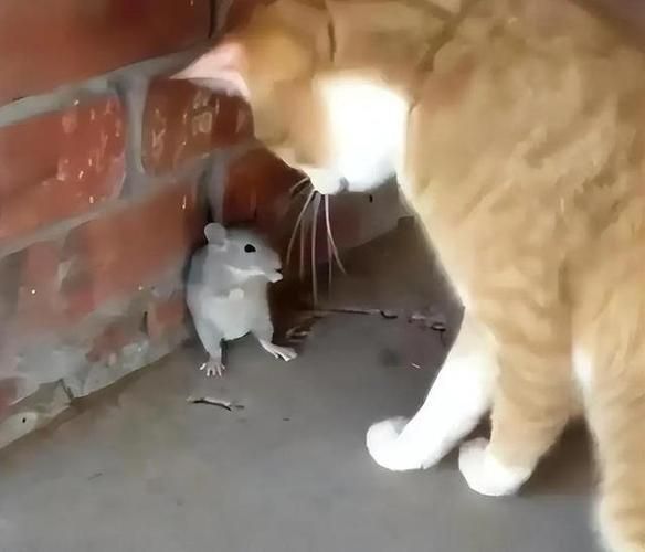 女人梦到老鼠是什么意思_女人梦见老鼠是吉是凶