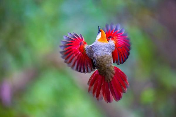 梦到小龙是什么意思_梦到小龙预示什么