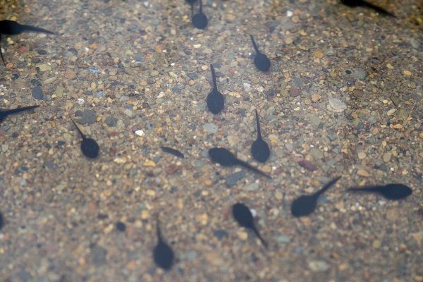 小蝌蚪图片大全_小蝌蚪长什么样