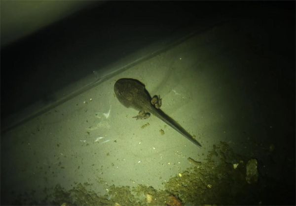 小蝌蚪图片大全_小蝌蚪长什么样