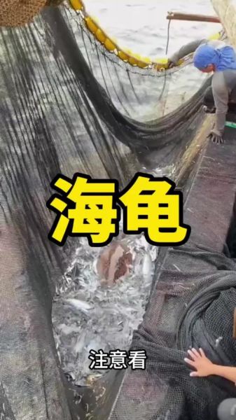 梦到海龟是什么意思_海龟在梦里代表什么