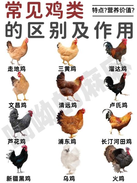鸡图片大全哪里找_鸡品种图片怎么分辨