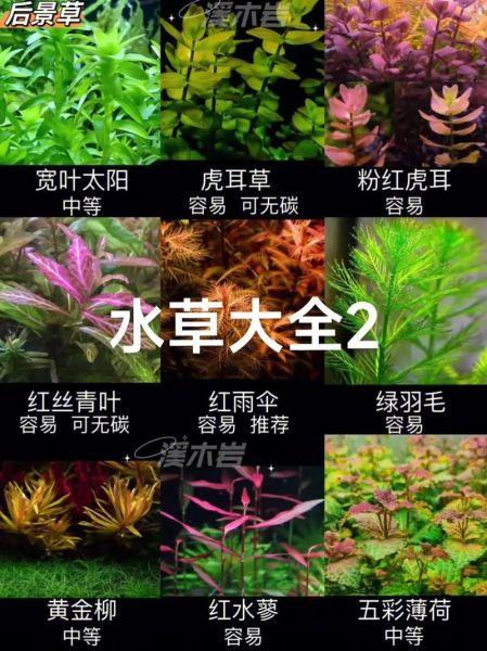 水草图片大全_如何挑选水草品种