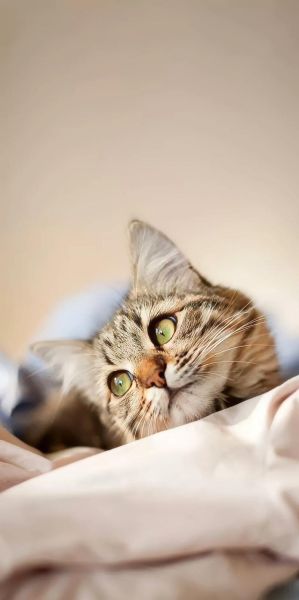 小猫图片大全可爱_如何挑选萌翻天的猫咪壁纸