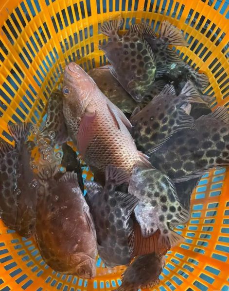 梦到卖鱼是什么意思_梦见卖鱼预示什么