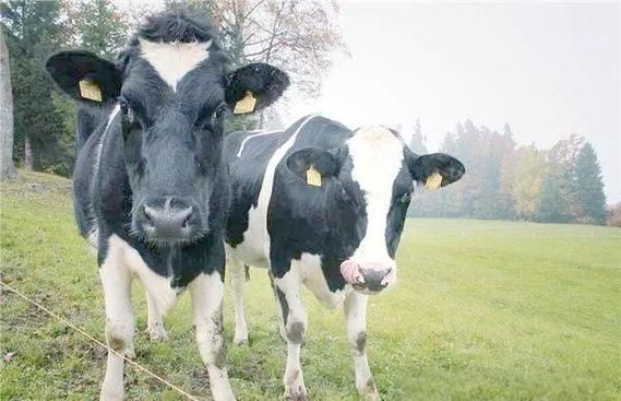 梦到两头牛是什么意思_梦见两头牛代表什么