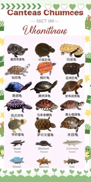 各种龟图片大全大图_高清龟类图鉴哪里找