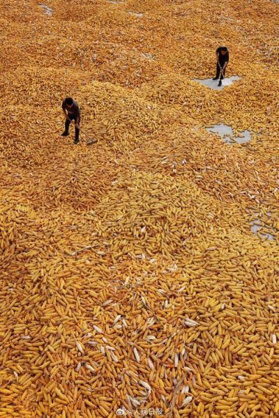 秋天收获图片大全_如何拍摄丰收场景