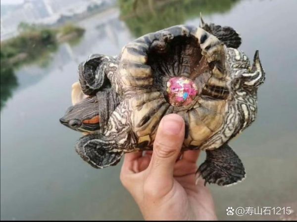 梦到钓鱼钓到乌龟_周公解梦准不准