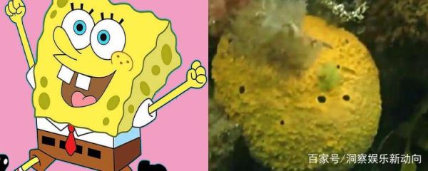 海绵宝宝是什么动物_海绵宝宝原型是海绵吗
