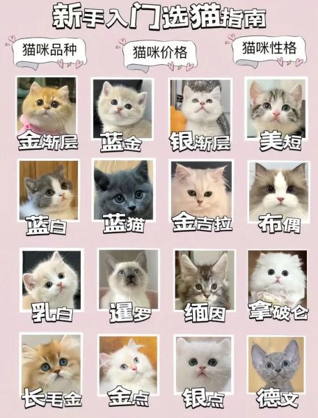 猫咪品种大全图片_如何挑选适合家养的猫