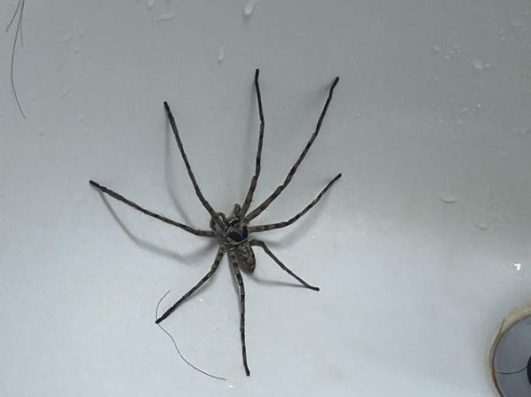 大蜘蛛图片大全_大蜘蛛有毒吗