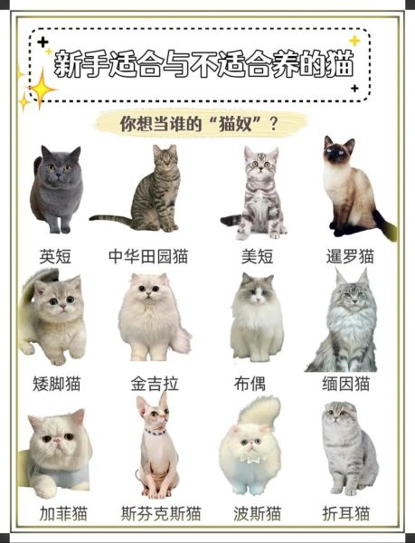 猫咪品种大全图片_如何挑选适合家养的猫
