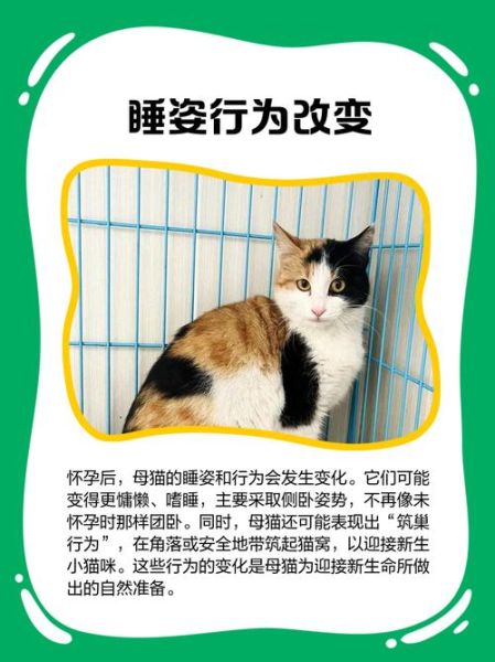 梦到怀孕的猫是什么意思_怀孕猫梦境解析