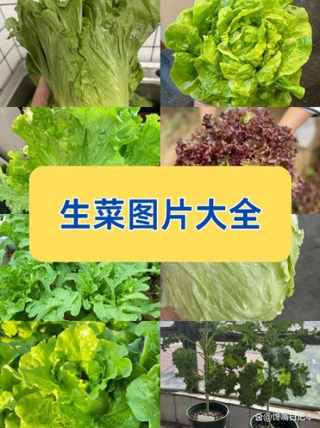 生菜图片大全大图_如何挑选新鲜生菜