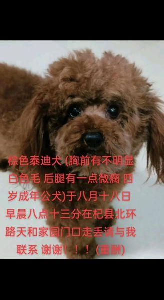 梦到泰迪狗是什么意思_泰迪狗在梦里代表什么