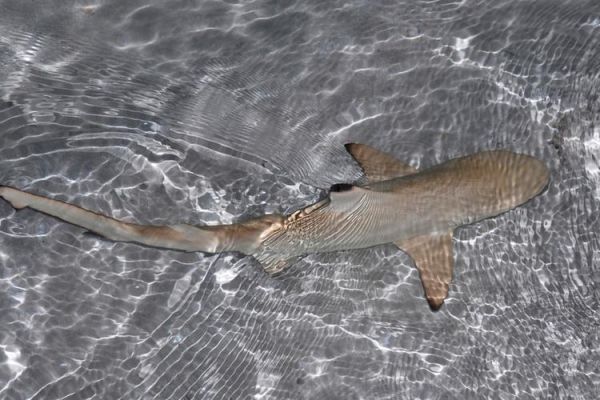 鲨鱼宝宝图片哪里找_鲨鱼宝宝高清壁纸下载