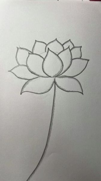 荷花素描图片大全_初学者怎么画