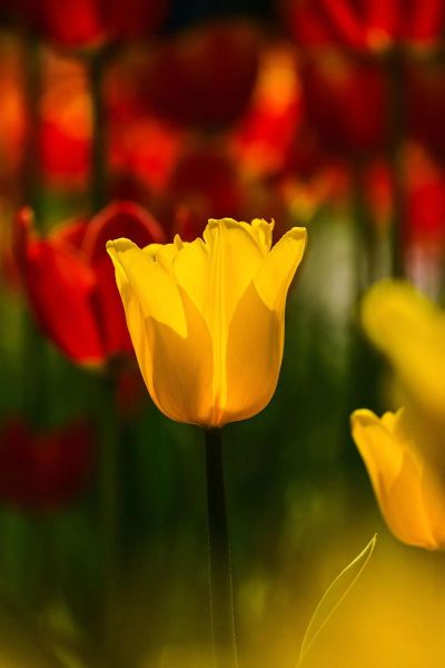 黄花图片大全_如何拍摄出高级感