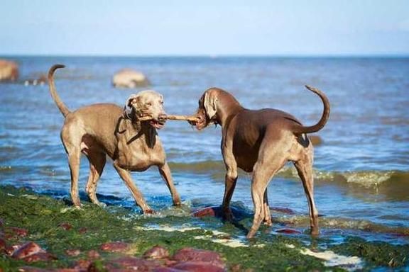 梦到狗猫是什么意思_梦到狗猫代表什么