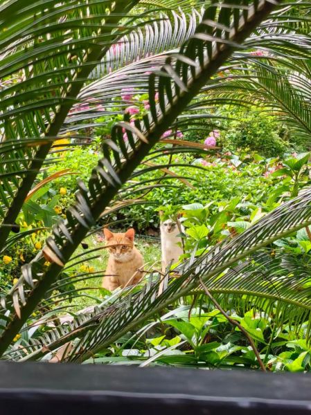 梦到抱着狗是什么意思_梦见抱狗好不好