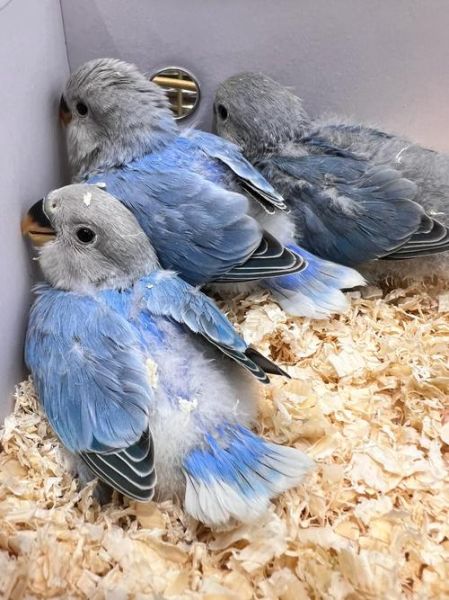 蓝宝宝是什么_蓝宝宝怎么养