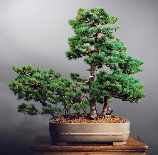 松树盆景图片大全欣赏_如何挑选精品松树盆景