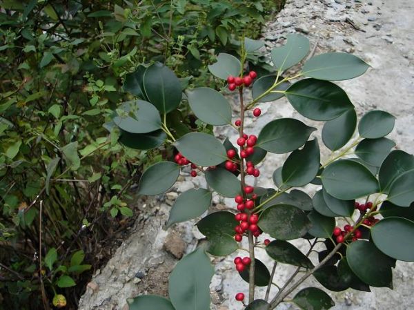 冬青图片大全_如何识别常见品种