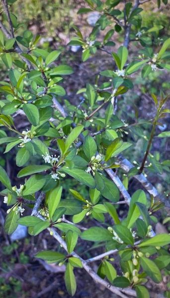 冬青图片大全_如何识别常见品种