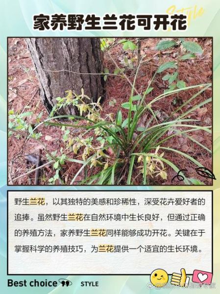野生兰花图片大全大图_如何辨别野生兰花品种