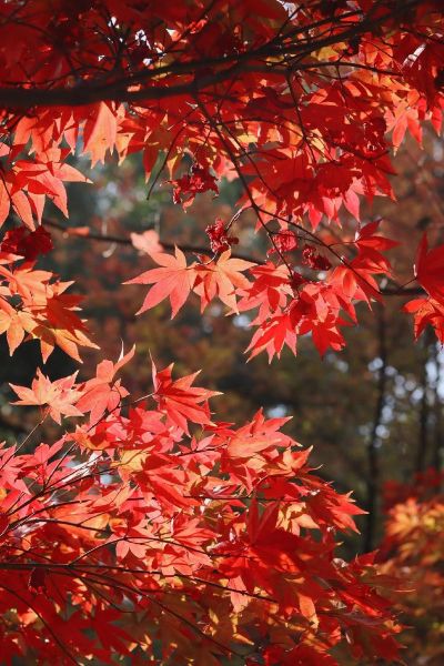 枫叶图片大全高清_枫叶图片怎么拍才好看