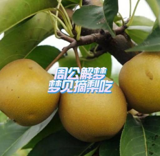 梦到吃梨是什么意思_周公解梦原版解析
