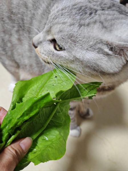 梦到吃菜是什么意思_梦见吃青菜好不好