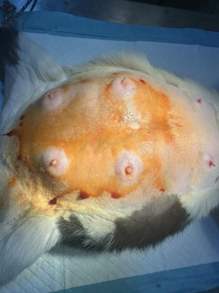 孕妇梦见宝宝胎死腹中_怎么办