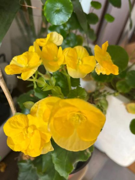 玻璃海棠花图片大全_如何辨别真假玻璃海棠