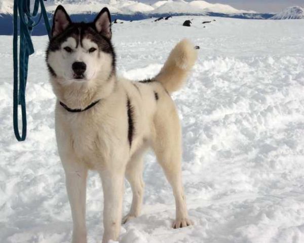 南极大冒险迅雷下载_哪里能看高清完整版