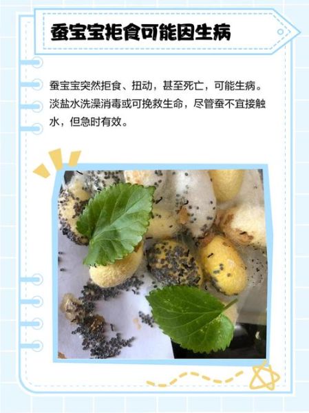 蚕宝宝不吃桑叶到处爬怎么办_蚕宝宝拒食桑叶原因